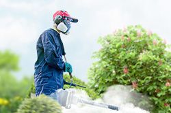 Обработка сада от паразитов - необходимые меры и их регулярность  в Махачкале