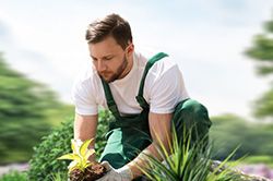 Озеленение и городское благоустройство, создание комфортной среды  в Махачкале
