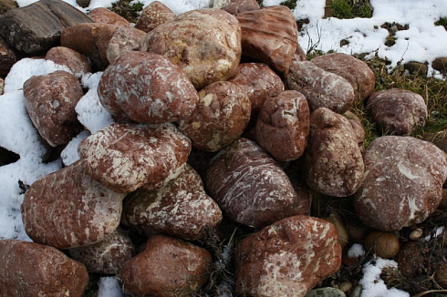 Kamenclub.ru: Розовый валунчик фр.100-300 мм.  купить в Махачкале крупный природный камень розовый, серый молочный красный речной галечник природный 7850 руб/т   фото КАМЕНЬ КЛУБ