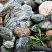 Kamenclub.ru: Ландшафтные валунчики фр.100-500 мм.  купить в Махачкале крупный природный камень серый, темно-серый, светло-серый речной валун крупный 4800 руб/т   фото КАМЕНЬ КЛУБ