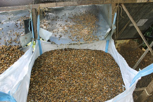 Kamenclub.ru: Галька окат (серо-желтая) фр.10-20 мм. купить  в Махачкале галька серо-желтая, рыжая, серый речная окатанная округлая галька 5000 руб/т   фото КАМЕНЬ КЛУБ