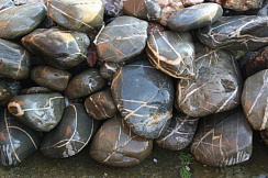 Kamenclub.ru: Валунчик Паутинник фр.100-300 мм  купить в Махачкале крупный природный камень галечник темно-серый с прожилками белый черный речной валунчик 5000 руб/т   фото КАМЕНЬ КЛУБ