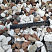 Kamenclub.ru: Мраморная крошка (щебень крошка микс : белый-черный-розовый) фр. 20-40 мм.  купить в Махачкале мрамор белый, черный, розовый декоративная ландшафтная крошка 12000 руб/т   фото КАМЕНЬ КЛУБ