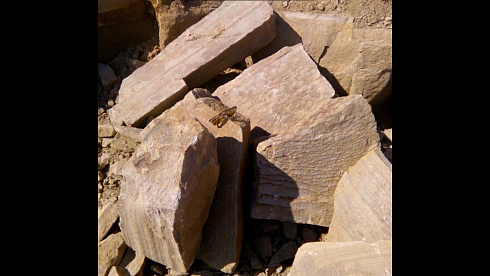 Kamenclub.ru: Песчаник пластушка желтый с рисунком (4-6 см)  купить в Махачкале плитняк пластушка желтый с рисунком песчаник 9 000 руб/м3   фото КАМЕНЬ КЛУБ