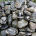Kamenclub.ru: Валунчик Паутинник фр.100-300 мм  купить в Махачкале крупный природный камень галечник темно-серый с прожилками белый черный речной валунчик 5000 руб/т   фото КАМЕНЬ КЛУБ