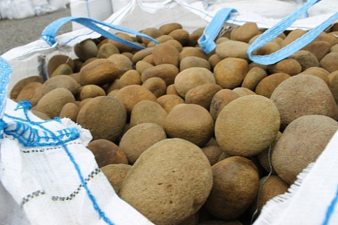 Kamenclub.ru: Песчаник ядра, фр. 100-300 мм  купить в Махачкале песчаник бежевый серый рыжий речная галька 5 000 руб/т   фото КАМЕНЬ КЛУБ