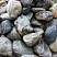 Kamenclub.ru: Речной валун Кабанчик фр.300-500 мм.  купить в Махачкале крупный природный камень галька серый, темно-серый речной валун галечник масштабный 7000 руб/т   фото КАМЕНЬ КЛУБ