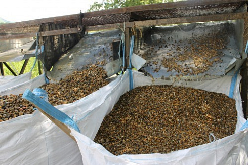 Kamenclub.ru: Галька окат (серо-желтая) фр.10-20 мм. купить  в Махачкале галька серо-желтая, рыжая, серый речная окатанная округлая галька 5000 руб/т   фото КАМЕНЬ КЛУБ