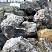 Kamenclub.ru: Черный гранит - кварцит фр. 100-500 мм.  купить в Махачкале мрамор гранит черный с белыми прожилками, серый, белый валун скальный колотый 7000 руб/т   фото КАМЕНЬ КЛУБ