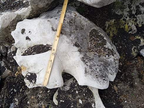 Kamenclub.ru: Выветренный известняк (степной) фр. 500-1500 мм.  купить в Махачкале    10000 руб/т   фото КАМЕНЬ КЛУБ