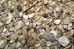 Морская ракушка фр. 5-20 мм  купить в Махачкале фото Камень Клуб